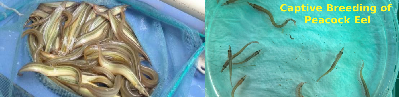 captive breeding of Peacock eel--banner-3-10-2024